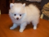Gorgeous-Pomeranian-puppies-still-available