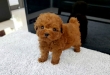 Teacup-Poodle-Puppies